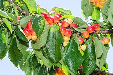 Image showing White ripe cherry berry fruits on the tree