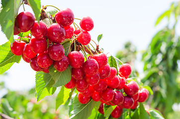 Image showing Sunlit branch of cherry berry tree