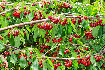 Image showing Natural organic cherry berry bunches