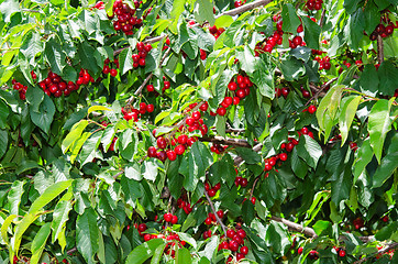 Image showing Many red sweet ripe cherry berries