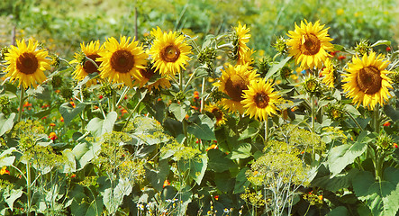 Image showing sunflowers