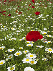 Image showing marguerites and poppies
