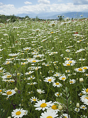 Image showing meadow with marguerite and poppies