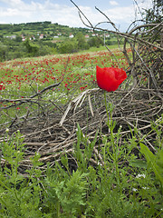 Image showing A poppy field