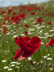 Image showing A poppy field