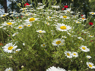 Image showing meadow with marguerite and poppies