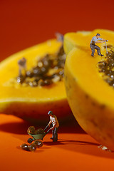 Image showing People Working on Papaya Fruit
