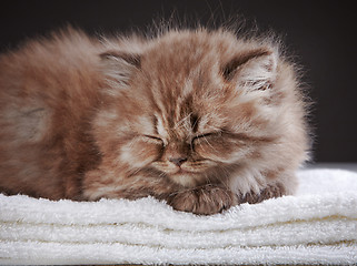 Image showing british long hair kitten