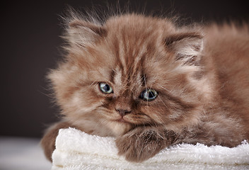 Image showing british long hair kitten