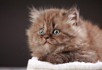 Image showing british long hair kitten