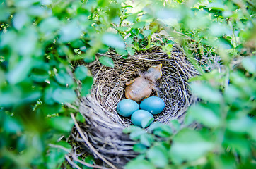 Image showing Babies Streak-eared Bulbul in nest with blue eggs