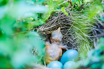 Image showing Babies Streak-eared Bulbul in nest with blue eggs