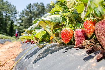 Image showing strawberry picking at field farm on sunny day