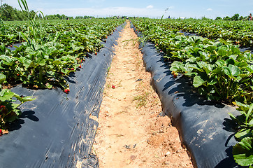 Image showing strawberry picking at field farm on sunny day