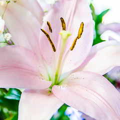 Image showing pink lily flower closeup macro