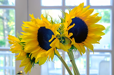 Image showing three 3 sun flowers in a vase on a table indoor