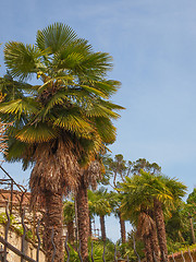 Image showing Palm tree