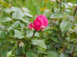 Image showing A rose