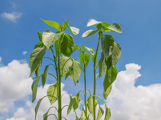 Image showing Plug pepper plant