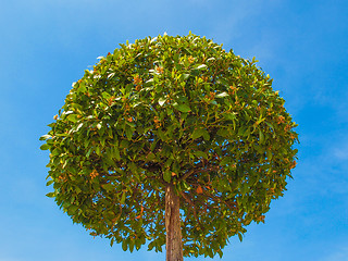 Image showing Bay tree