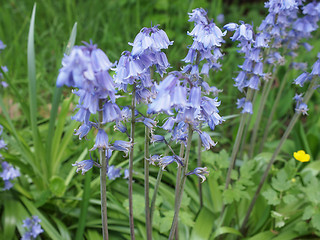 Image showing Mertensia virginica flower