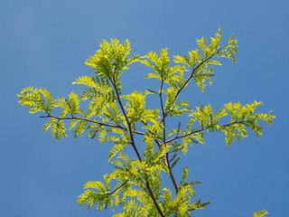 Image showing Carob tree