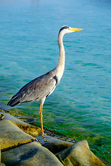 Image showing Grey Heron