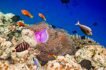 Image showing Tropical Coral Reef.