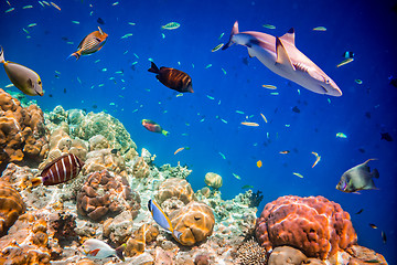 Image showing Tropical Coral Reef.