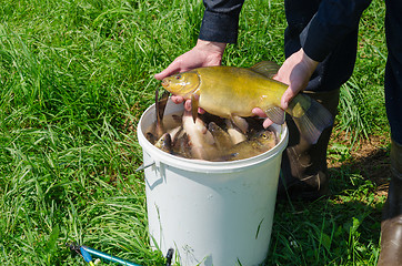 Image showing tench fish on male hand over bucket full of fish  