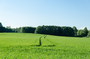 Image showing path run trample on rye field in rural landscape  