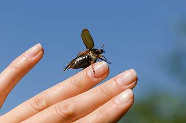 Image showing palm and fingers crawling big dor spread wings 