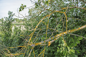 Image showing Yellow lichens and green leaves