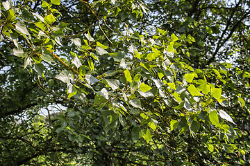 Image showing Yellow lichens and green leaves