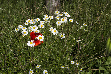 Image showing Red poppies and daisies 