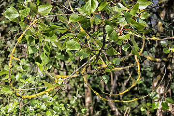 Image showing Yellow lichens and green leaves