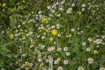 Image showing Daisies macro: bellis perennis