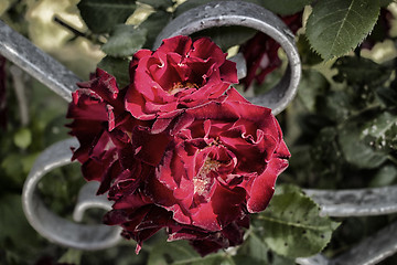 Image showing Red roses