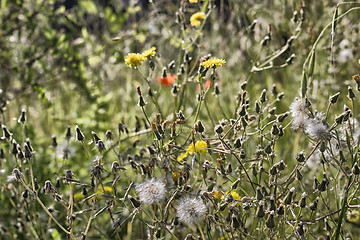 Image showing Dandelion flowers on green weeds 