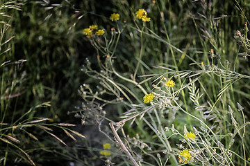 Image showing Dandelion flowers on weeds background