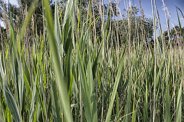 Image showing Giant canes on green  background 