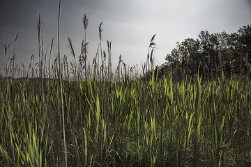 Image showing Giant canes on green  background 