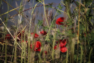 Image showing Red poppies on water 