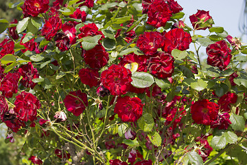 Image showing Red roses