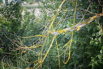 Image showing Yellow lichens and green leaves