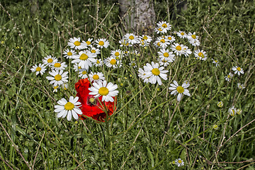 Image showing Red poppies and daisies 