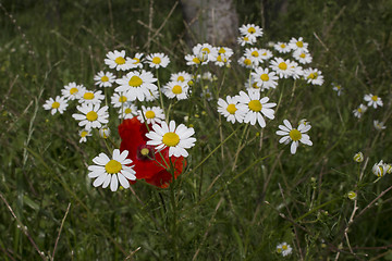 Image showing Red poppies and daisies 