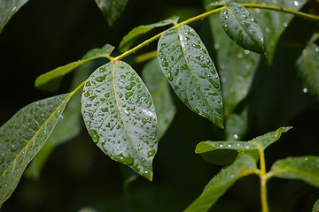 Image showing Leaves