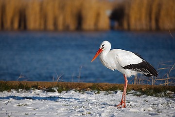 Image showing Stork in Winter