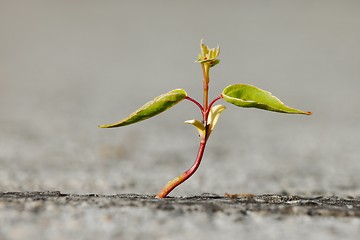 Image showing Small Plant